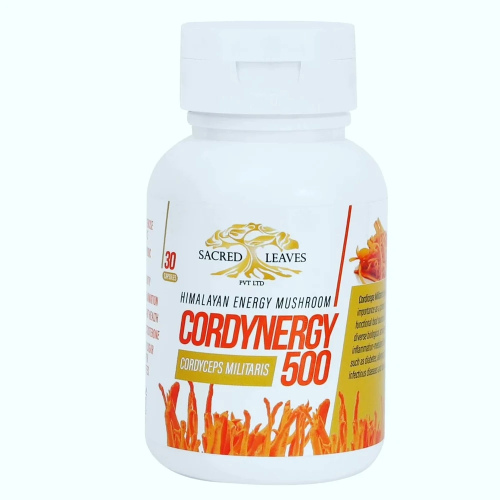 CORDYNERGY  30CAP (Cordyceps Militaris 500)